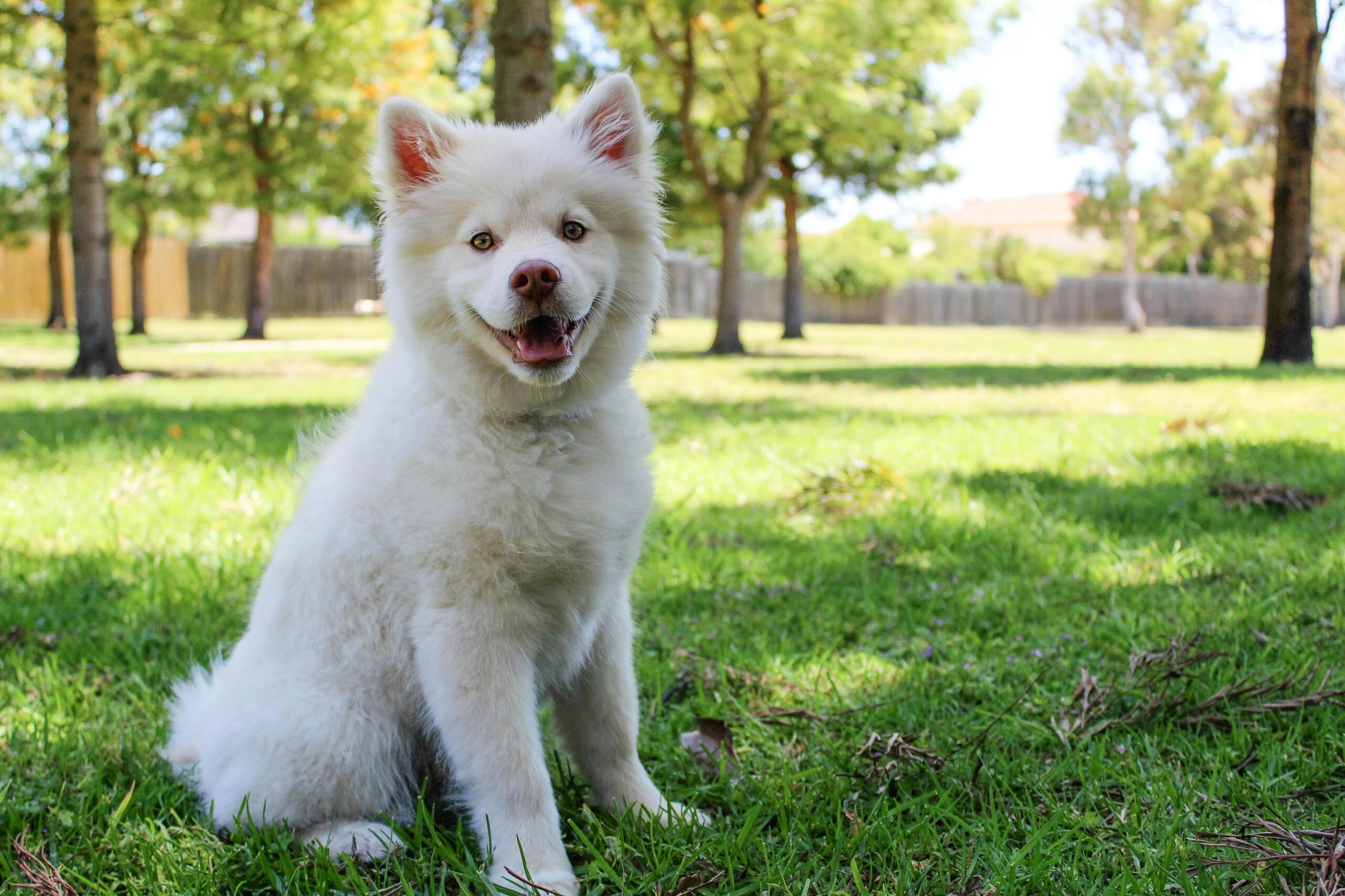 Pet Waste Management serving Ocala and The Villages, Fl